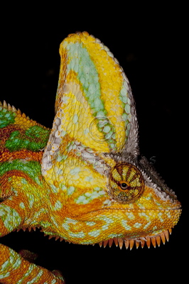 Veiled Chameleon head portrait