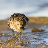 A DUNLIN, ( Calidris alpina), wading through the think mud in search of food at Brancaster Staithe, Norfolk, England