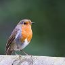 A Robin on a fence rail at the entrance to titchwell RSPB reserve.