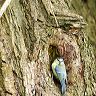 Blue Tit perches in a knot hole in a tree