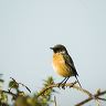 A male Stonechat perched on bramble stem  at Ogmore By Sea inthe midday sunlight of a December day