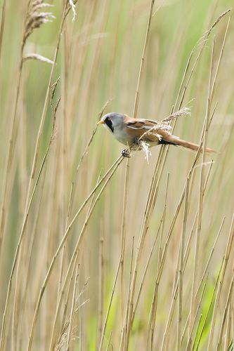 A male Bearded Tit perches breifly on a stem of Norfolk Reed before disappearing out of the wind.