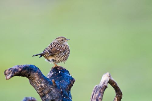 A fledgeling dunnock perches on a piece of driftwood at the high tide line of the estuary at Portobello Ogmore by Sea