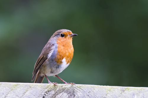 A Robin on a fence rail at the entrance to titchwell RSPB reserve.