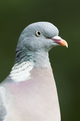 A portrait of wood pigeon 