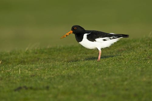 A solitary Oystercatcher pauses during feeding to check all is well.