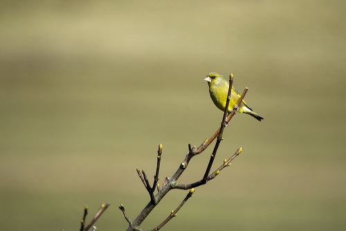 A male Greenfinch perched on a Sycamore branch whilst scanning the area for a prospective meal.