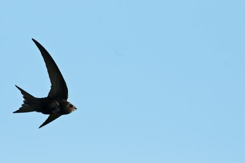 A swift flies past whilst feeding on the wing at Titchwell Rspb Reserve