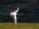 A Black-headed gull takes on a spiritual glow as the intense sunlight catches its breast and the leading edges of its wings.