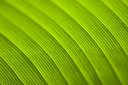Leaf Veination and patterns on a Palm leaf