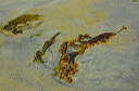 Fronds of seaweed left behind by the receding tide on the beech at Saint Malo