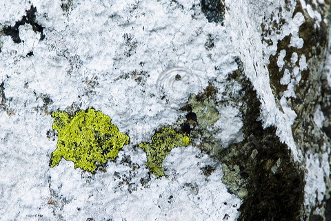 Lichen Species developing on a coastal rock in the shape of fish at Porthclais Pembrokeshire