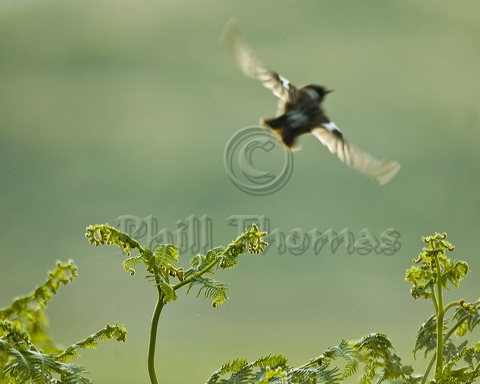 A Stonechat flies away in a blur at Portobello