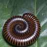 A n African Giant Millipede curled up resting on a leaf