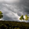 Five silver birch trees are illuminated by a shaft of light that breaks through storm clouds on the moor