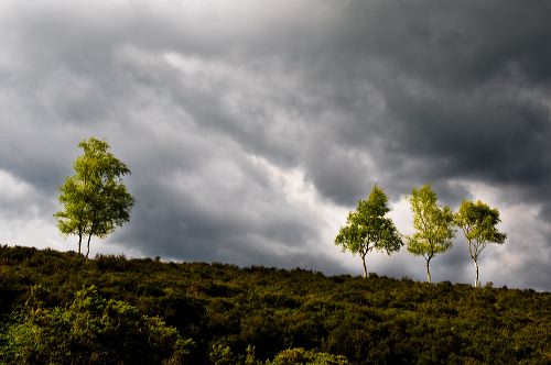 Five silver birch trees are illuminated by a shaft of light that breaks through storm clouds on the moor