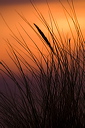 Nodding Grass foliage and a seed head in the last rays of the sun at dusk