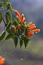 Blooms and foliage of the flame vine coated with raindrops after a shower in La Vinuela