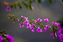 A bougainvillea shoot waving gently in the breeze during a shower