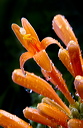 A Floret of the FLAME VINE, (Pyrostegia venusta), covered in raindrops after a shower