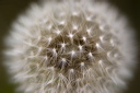 A Macro shott of a Dandelion seedhead