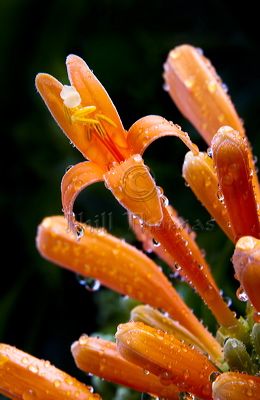 A Floret of the FLAME VINE, (Pyrostegia venusta), covered in raindrops after a shower