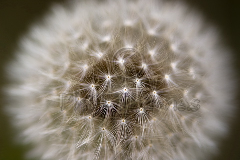 A Macro shott of a Dandelion seedhead