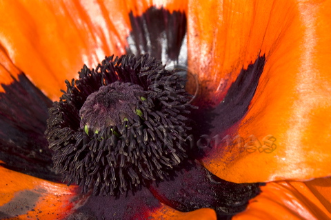 Papaver orientalis anthers and stigma surrounded by its petals